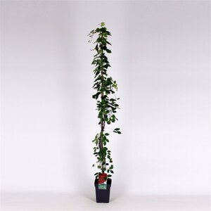 Parthenocissus tr. 'Veitchii' 150-175 cm cont. 5,0L - image 2