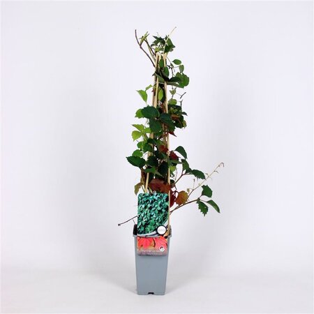 Parthenocissus tr. 'Veitch.Robusta' 70 cm vierkant 2L