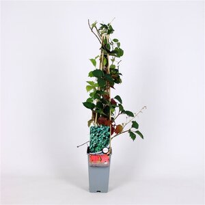 Parthenocissus tr. 'Veitch.Robusta' 70 cm vierkant 2L
