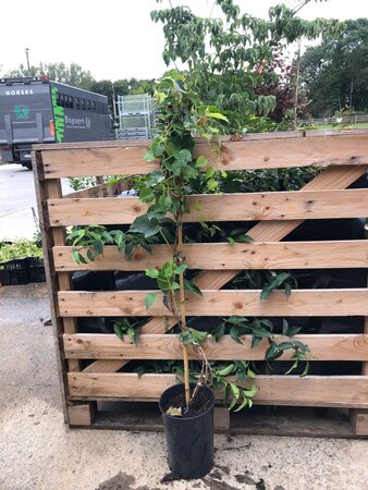 Parthenocissus tr. 'Veitch.Robusta' 80-100 cm cont. 3,0L