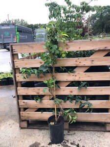 Parthenocissus tr. 'Veitch.Robusta' 80-100 cm cont. 3,0L