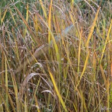 Panicum virgatum geen maat specificatie 0,55L/P9cm - afbeelding 3