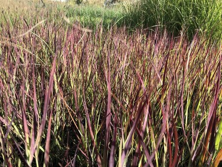 Panicum virgatum 'Külsenmoor' geen maat specificatie 0,55L/P9cm - afbeelding 1