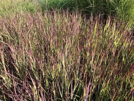 Panicum virgatum 'Külsenmoor' geen maat specificatie 0,55L/P9cm - afbeelding 3