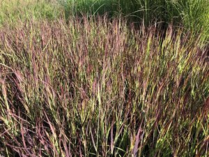 Panicum virgatum 'Külsenmoor' geen maat specificatie 0,55L/P9cm - afbeelding 3