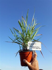 Panicum virgatum 'Shenandoah' geen maat specificatie 0,55L/P9cm - afbeelding 3