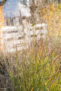 Panicum virgatum 'Shenandoah' geen maat specificatie 0,55L/P9cm - image 4
