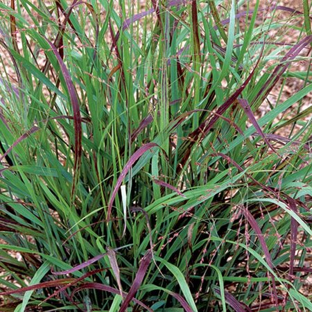 Panicum virgatum 'Shenandoah' geen maat specificatie 0,55L/P9cm - image 4