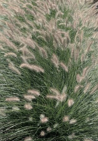 Pennisetum al. 'Herbstzauber' geen maat specificatie 0,55L/P9cm