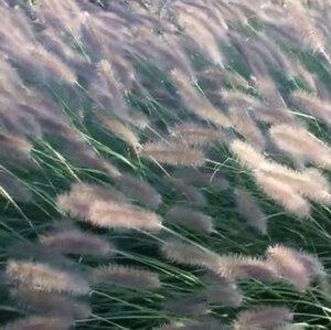 Pennisetum al. 'Herbstzauber' geen maat specificatie 0,55L/P9cm - afbeelding 2