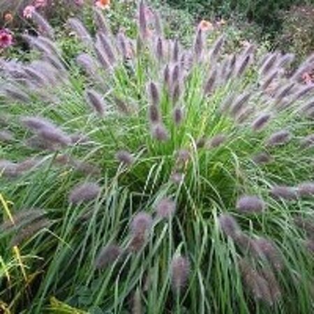 Pennisetum al. 'Herbstzauber' geen maat specificatie 0,55L/P9cm - image 2