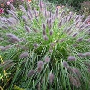 Pennisetum al. 'Herbstzauber' geen maat specificatie 0,55L/P9cm - image 2