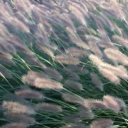 Pennisetum al. 'Herbstzauber' geen maat specificatie 0,55L/P9cm - image 3