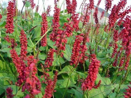 Persicaria a. 'JS Caliente' geen maat specificatie 0,55L/P9cm