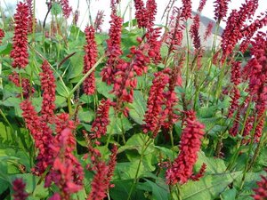 Persicaria a. 'JS Caliente' geen maat specificatie 0,55L/P9cm