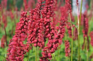 Persicaria a. 'JS Caliente' geen maat specificatie 0,55L/P9cm - afbeelding 2