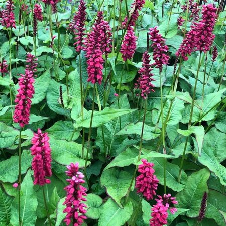 Persicaria a. 'JS Caliente' geen maat specificatie 0,55L/P9cm - afbeelding 2