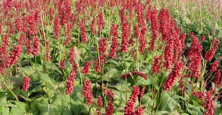 Persicaria a. 'JS Caliente' geen maat specificatie 0,55L/P9cm - afbeelding 3