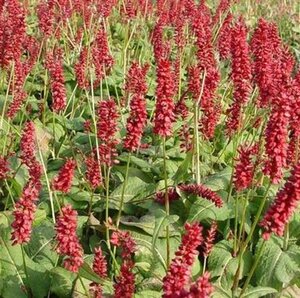 Persicaria a. 'JS Caliente' geen maat specificatie 0,55L/P9cm - afbeelding 4