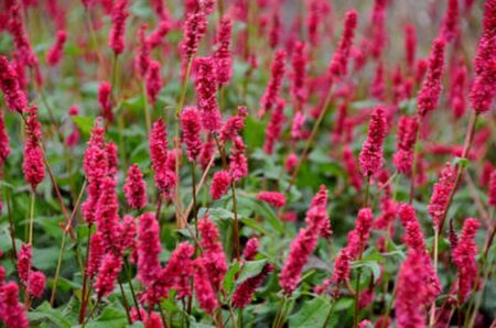Persicaria a. 'JS Calor' geen maat specificatie 0,55L/P9cm - afbeelding 1