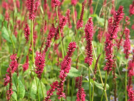 Persicaria a. 'JS Calor' geen maat specificatie 0,55L/P9cm - afbeelding 2