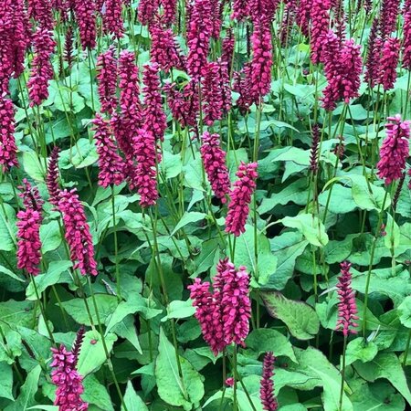 Persicaria a. 'JS Calor' geen maat specificatie 0,55L/P9cm - afbeelding 3