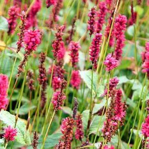 Persicaria a. 'JS Calor' geen maat specificatie 0,55L/P9cm - afbeelding 4