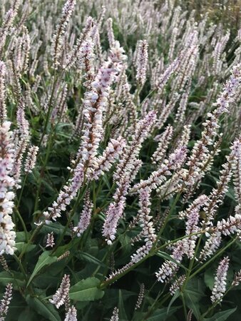 Persicaria a. 'JS Misty Morning' geen maat specificatie 0,55L/P9cm - afbeelding 1