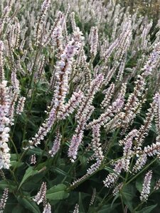 Persicaria a. 'JS Misty Morning' geen maat specificatie 0,55L/P9cm - afbeelding 1