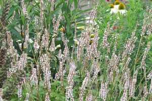 Persicaria a. 'JS Misty Morning' geen maat specificatie 0,55L/P9cm - afbeelding 3