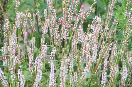 Persicaria a. 'JS Misty Morning' geen maat specificatie 0,55L/P9cm - image 2
