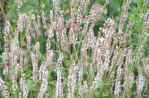 Persicaria a. 'JS Misty Morning' geen maat specificatie 0,55L/P9cm - image 2