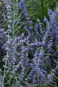 Perovskia atripl. Lacey Blue geen maat specificatie cont. 3,0L