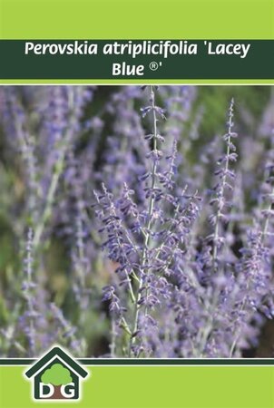 Perovskia atripl. Lacey Blue geen maat specificatie cont. 3,0L - afbeelding 5