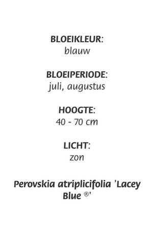 Perovskia atripl. Lacey Blue geen maat specificatie cont. 3,0L - afbeelding 6