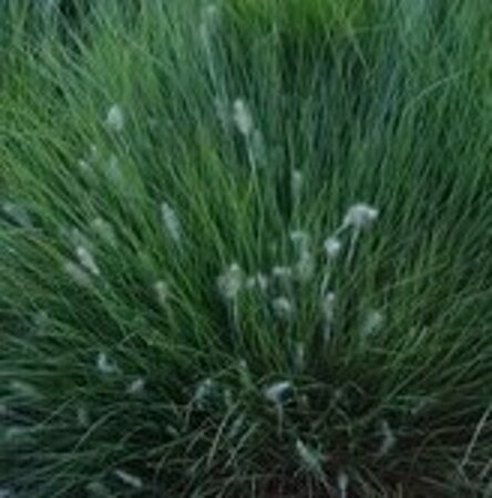 Pennisetum al. 'Little Honey' geen maat specificatie 0,55L/P9cm
