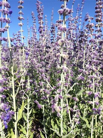 Perovskia atripl. 'Little Spire' geen maat specificatie 0,55L/P9cm - afbeelding 5