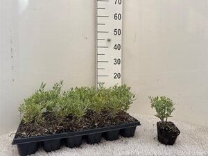 Perovskia atripl. 'Little Spire' geen maat specificatie 0,55L/P9cm - afbeelding 7