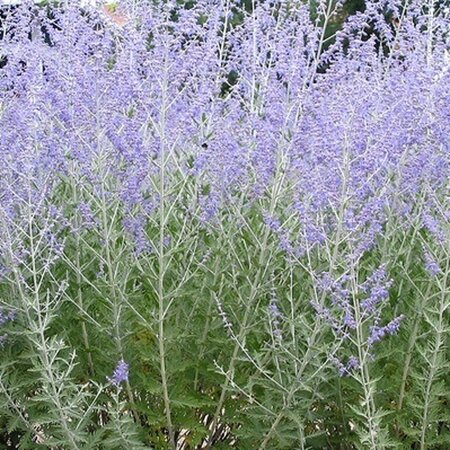 Perovskia atripl. 'Little Spire' geen maat specificatie 0,55L/P9cm - afbeelding 9