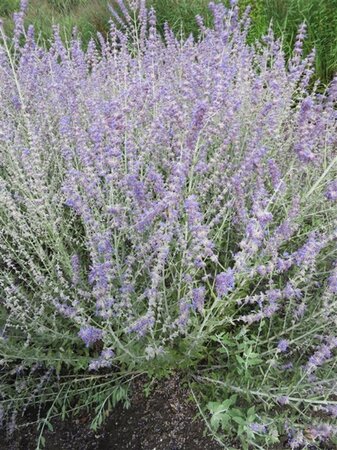 Perovskia atripl. 'Little Spire' geen maat specificatie 0,55L/P9cm - afbeelding 6