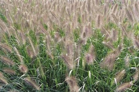 Pennisetum al. 'Magic' geen maat specificatie 0,55L/P9cm