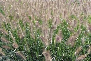 Pennisetum al. 'Magic' geen maat specificatie 0,55L/P9cm