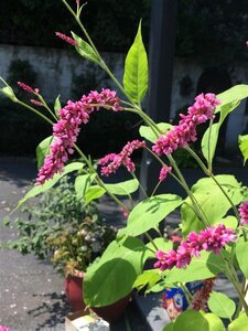 Persicaria amplexicaulis geen maat specificatie 0,55L/P9cm