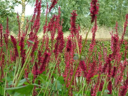 Persicaria amplexicaulis geen maat specificatie 0,55L/P9cm - afbeelding 3