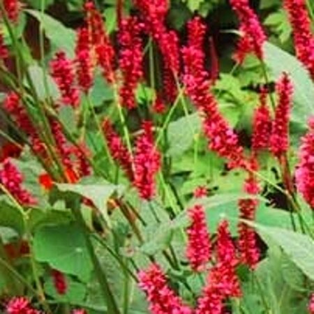 Persicaria amplexicaulis geen maat specificatie 0,55L/P9cm - afbeelding 4
