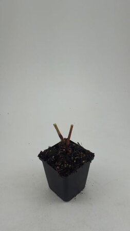 Persicaria amplexicaulis geen maat specificatie 0,55L/P9cm - afbeelding 6