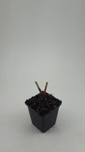 Persicaria amplexicaulis geen maat specificatie 0,55L/P9cm - afbeelding 6