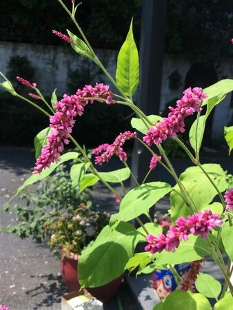 Persicaria amplexicaulis geen maat specificatie 0,55L/P9cm - image 1