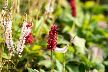 Persicaria amplexicaulis geen maat specificatie 0,55L/P9cm - image 2