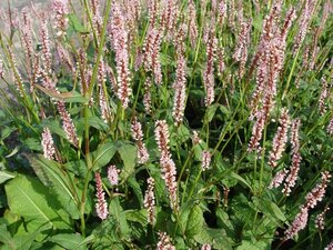 Persicaria a. 'Rosea' geen maat specificatie 0,55L/P9cm - afbeelding 1